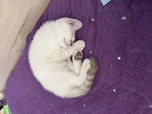 British shorthair chinchilla  - imagine 4