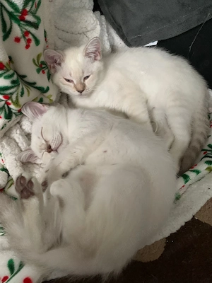 British shorthair chinchilla  - imagine 2