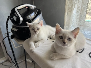 British shorthair chinchilla  - imagine 5