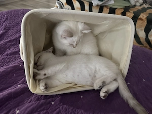 British shorthair chinchilla  - imagine 3