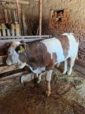 Vand tauras belgian 