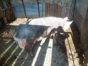vand porc de carne - imagine 2