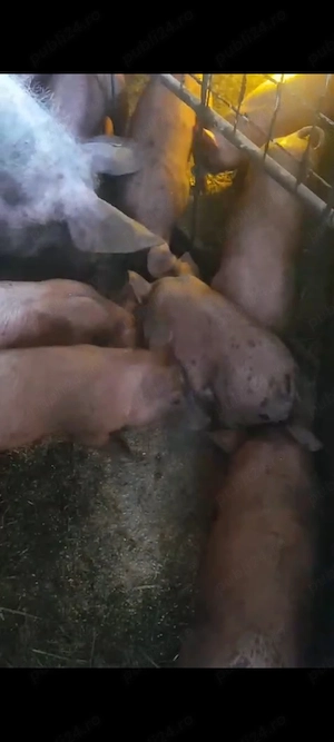 Purcei Pietrain+Duroc