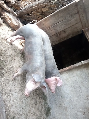 Vând purcel și purcică, rasă Landrace cu Pietrain! - imagine 2