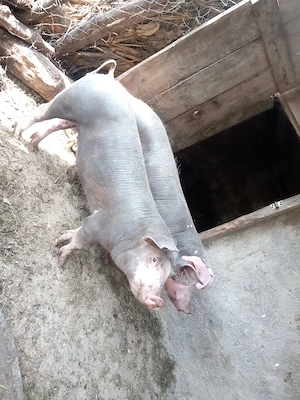Vând purcel și purcică, rasă Landrace cu Pietrain!