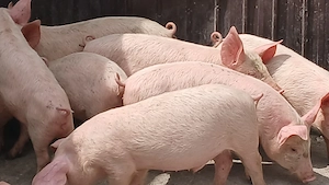 soldanei 3 luni jumătate 