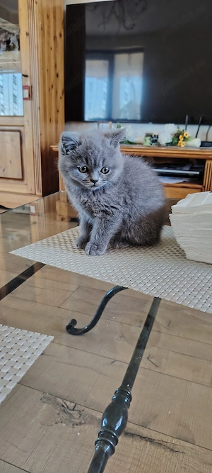 Pui de pisica british shorthair  - imagine 5