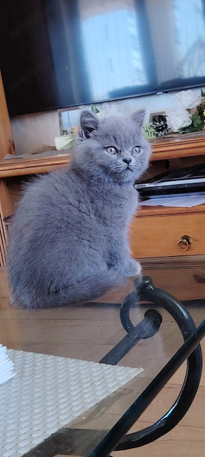 Pui de pisica british shorthair  - imagine 4