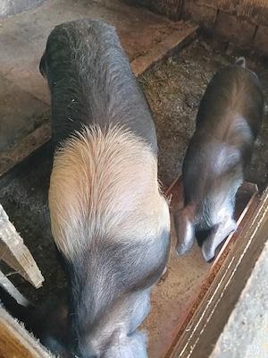 de vânzare porci  - imagine 3