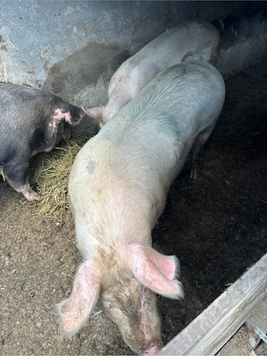 vand porci - imagine 3