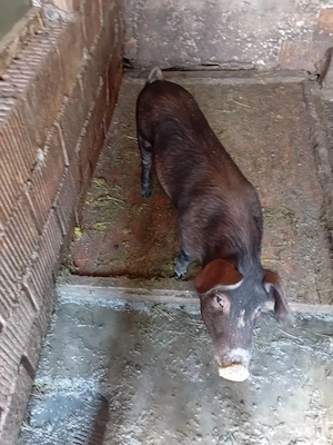 de.vanzare.  - imagine 3