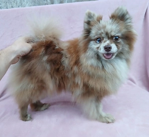 Asigur transport !!! Vand femela adulta Pomeranian Merle Ciocolatiu foarte cuminte !!! - imagine 2