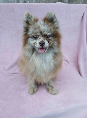 Asigur transport !!! Vand femela adulta Pomeranian Merle Ciocolatiu foarte cuminte !!!