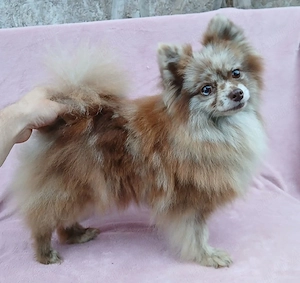 Asigur transport !!! Vand femela adulta Pomeranian Merle Ciocolatiu foarte cuminte !!! - imagine 3