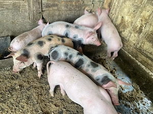 purcei 6 saptamani 