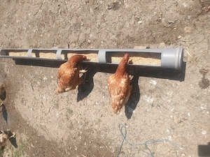 Vând găini roșii ouătoare 