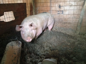 de vânzare porci capre căruță nouo 
