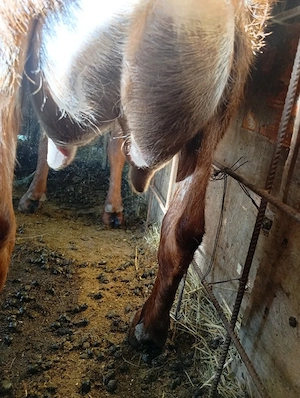 de vânzare porci capre căruță nouo  - imagine 5