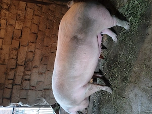 Purcea de vânzare aproximativ 300 kg