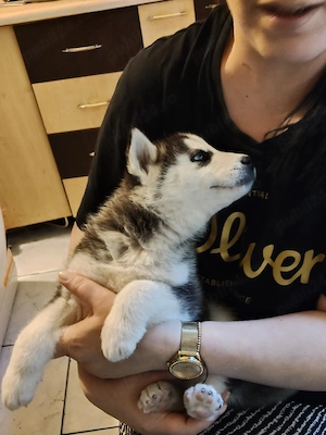 Dau spre adoptie azi cățelușa Husky Siberian 100%
