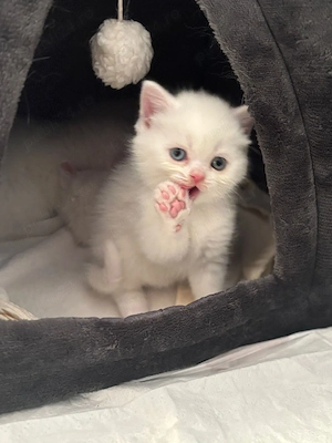 Pui de pisica British Shorthair - imagine 2