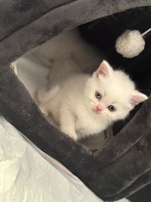 Pui de pisica British Shorthair - imagine 3