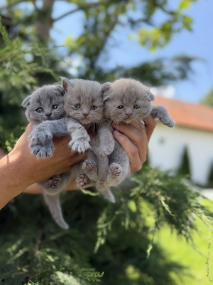 British shorthair si Scottish fold puiuti