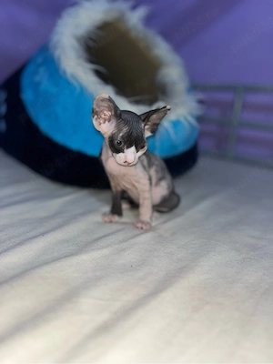 motanel sphinx 