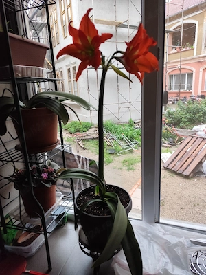 Vând Crin regal.
