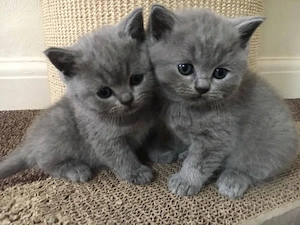 British shorthair blue