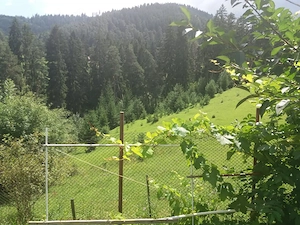 Teren intravilan in Sacele (Brasov), 2000 mp cu livada, foișor, apa, curent - imagine 6
