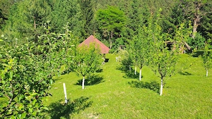 Teren intravilan in Sacele (Brasov), 2000 mp cu livada, foișor, apa, curent - imagine 2