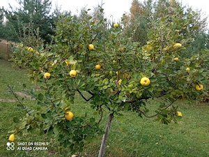 Teren intravilan in Sacele (Brasov), 2000 mp cu livada, foișor, apa, curent - imagine 15