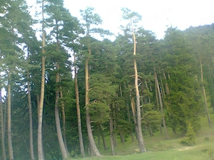 Teren intravilan in Sacele (Brasov), 2000 mp cu livada, foișor, apa, curent - imagine 5