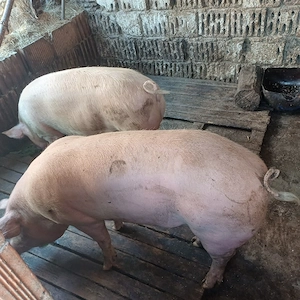 schimb porci  - imagine 2