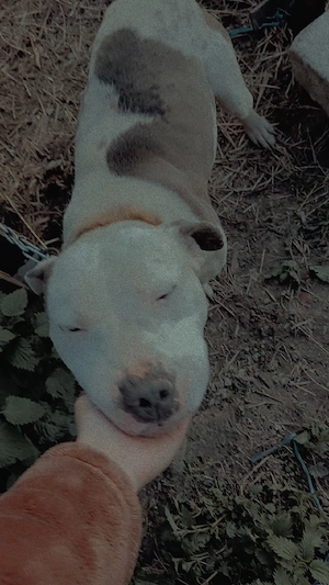 Vând Amstaff  - imagine 5