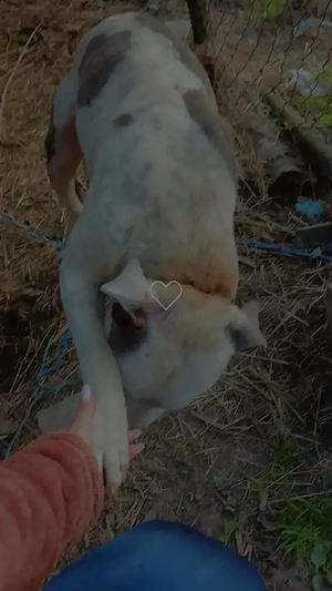 Vând Amstaff 