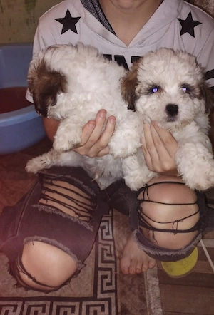 Catel Shih-tzu pui (2 luni) - imagine 2