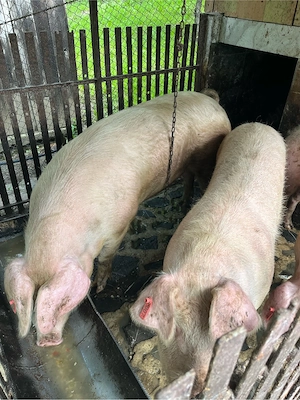 porci   scroafa landrace - imagine 3