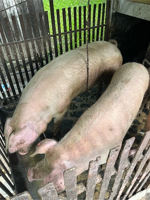 porci   scroafa landrace