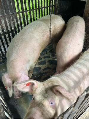porci   scroafa landrace - imagine 2