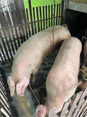porci   scroafa landrace - imagine 4