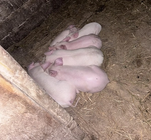Vând purcei de 6 săptămâni Marele Alb cu Duroc - imagine 5