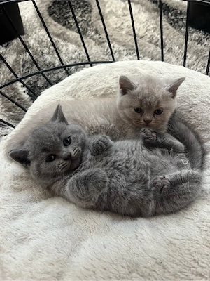 pui british shorthair
