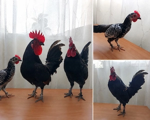 Cocoși Americani