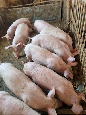 Porci de vanzare 
