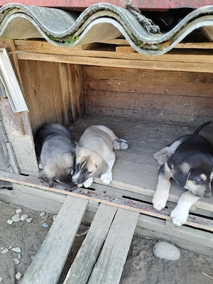 Puiuți  de Kangal 2 luni vaccinați 
