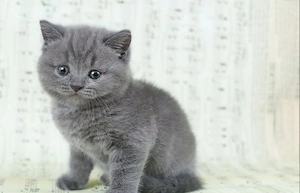 British Shorthair 