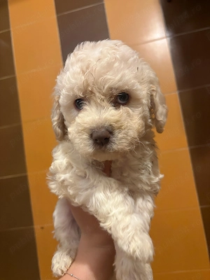 Vând Lagotto Romagnolo - imagine 2