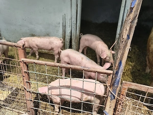 De vînzare purcelusi rasa Marele alb 